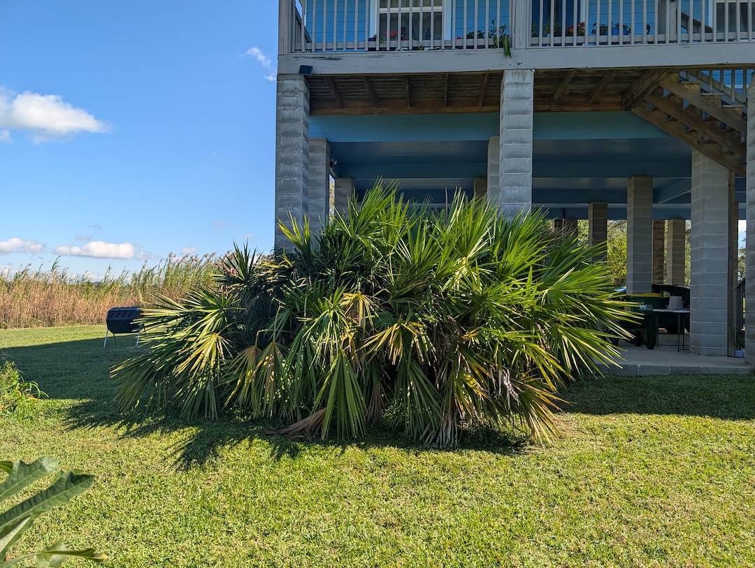 Bush Trimming/ removal in Ocean Springs, Ms